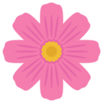濃いピンク色のコスモスの花のイラスト