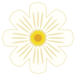 白色のコスモスの花のイラスト