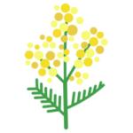ミモザの花のイラスト1