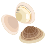 はまぐりのイラスト2