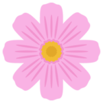 ピンク色のコスモスの花のイラスト