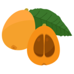 びわのイラスト2