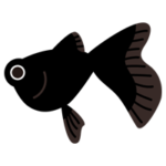 黒い出目金のイラスト